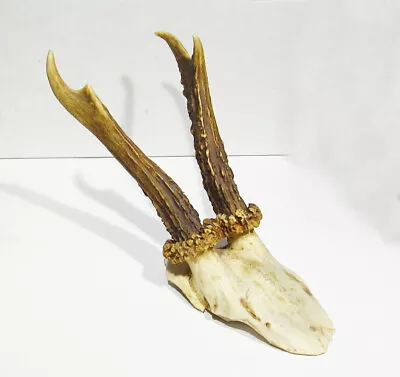 Vintage Genuine Deer Horn Antlers On The Skull Cap For Knife Handles Or DECORE • $3.25