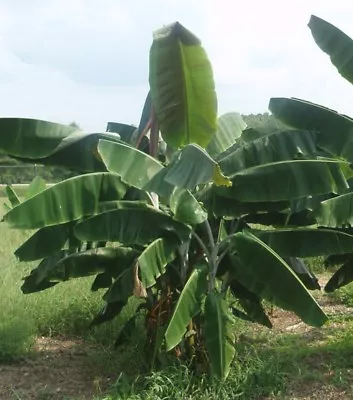 Musa Thomsonii RARE HARDY BANANA Exotic Seeds! • $4.99