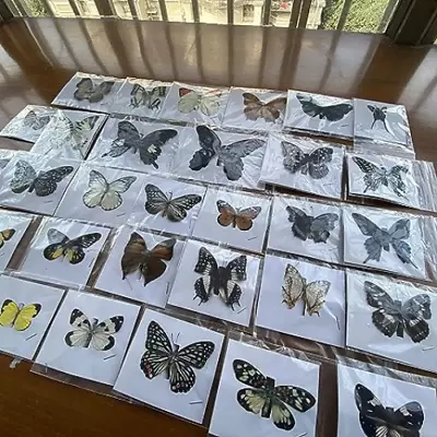 20 Pcs Real Natural Butterfly Specimen Taxidermy Butterfly Artwork Gift Home Dec • $84.55