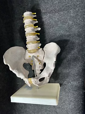 DOCTORS OFFICE Anatomical Medical Human Model Spine Pelvic Lumbar Vtg Hanging • $76.89