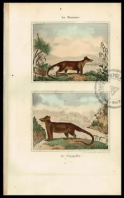 Marmoset New World Monkeys Hand-Colored Antique Print - Buffon 1850 • $12.99