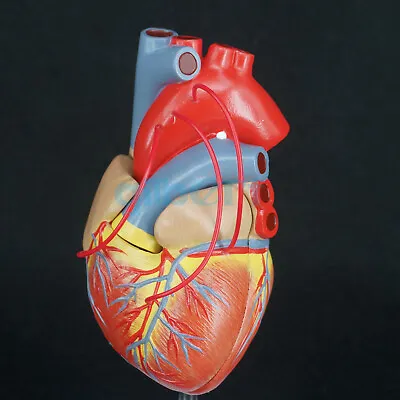 Scientific Heart With Bypass Life Size Anatomical Model Anatomy Medical Model • $31.85