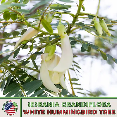 20 White Hummingbird Tree Seeds Sesbania Grandiflora Edible Genuine USA • $6.95