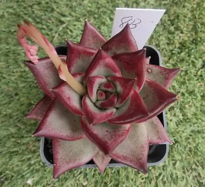 Echeveria Agavoides Red Ebony 9cm Diametersucculent • $45