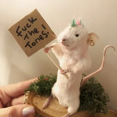 Taxidermy Punk Left Wing Mouse Gift Funny Unusual Oddities Hippy Oddities • £40