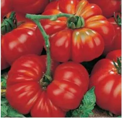 6 X MARMANDE BEEF Tomato Plug Plants. • £9.25