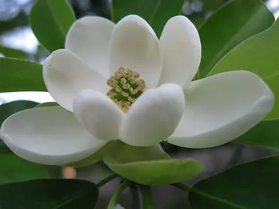 SWEETBAY MAGNOLIA Laurel Magnolia Swamp Magnolia Qt. Pot • $9.95