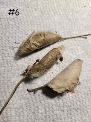 Callosamia Promethea Moth Cocoons  Live  Lot Of 3-1 Female 2 Males #6 • $30