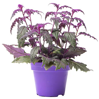 £14.99 • Buy Gynura Purple Passion - Velvet Plant | Indoor Home Office Plant (10-20cm In Pot)