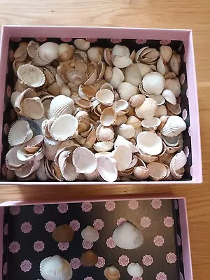 Natural Cockle Shells Huge Lot 100s N Wales • £5.99
