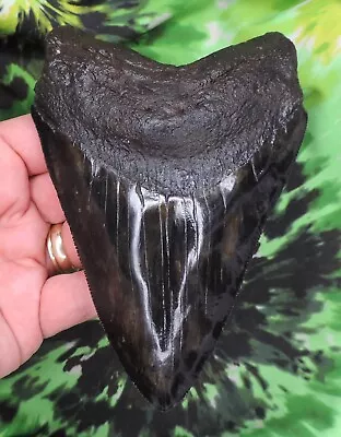 Megalodon Sharks Tooth 5 7/16  Inch Fossil Sharks Teeth Tooth • $165