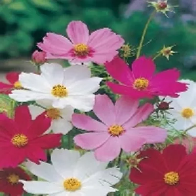 Cosmos Sensation Mixed Seeds - Annual Garden Flower Seeds - Easy Grow • £2.49