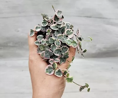 Variegated String Of Hearts Ceropegia Woodii Variegata Houseplant In 3  Pot • $15.99