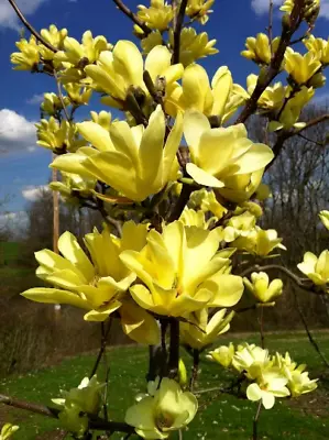 BUTTERFLIES~Magnolia Hybrid Tree~Vivid Yellow Fragrant Blooms! 20-28  Tall~1 Gal • $75.99