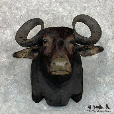 #23485 P | South American Water Buffalo Shoulder Taxidermy Head Mount • $3955