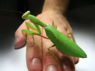 African Lined Praying Mantis Nymph X1 Live L3-L4  • £6.45