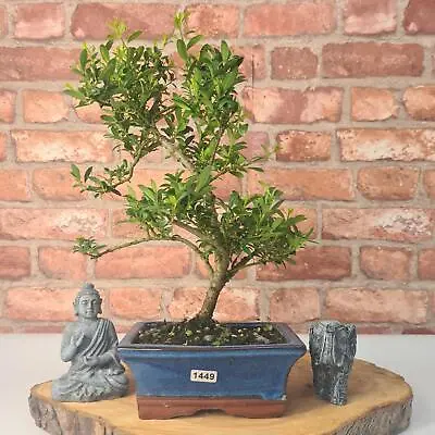 Japanese Holly (Ilex Crenata) Bonsai Tree | Shaped | In 15cm Pot • £44.95