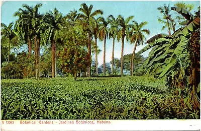 Botanical Gardens In Havana Republic Of Cuba 1900s Postcard UDB Rotograph Co • $4.99