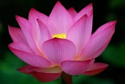 Nelumbo Nucifera Pink Lotus - Pink Lotus 10 Seeds + Free Gift • £1.54