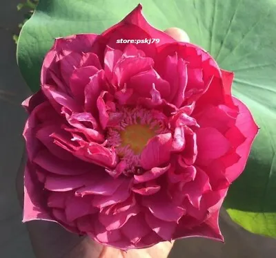 Red Lotus Seeds Nelumbo Nuciferarare Water Plant Lily 3 Seeds • £4.14