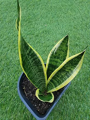 Snake House Plant Live Sansevieria Mother-in-law Tongue Rooted Plant  • $12