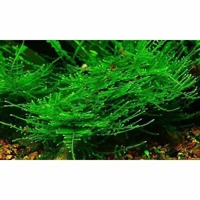 Christmas Moss Vesicularia Montagnei Aquarium Plants Moss BUY 2 GET 1 FREE ✅ • $8.98