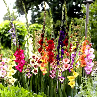 50 Gladioli Glamourglad Mixed Bulbs/tubers Perennial Summer Flowering Garden • £13.99