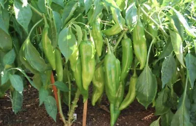 25 Seeds Hatch Valley New Mexico Hot Green Chilli Pepper Seeds • $3.96