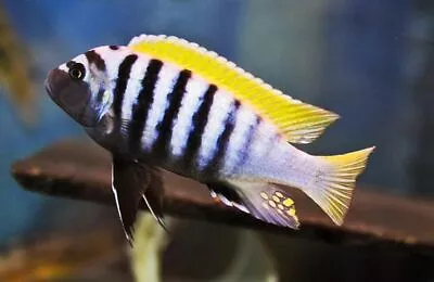 Cynotilapia Afra Jalo Reef ** Malawi Cichlid ** • £9.99