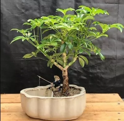 9 Yo Hawaiian Umbrella Bonsai Tree Land/Water Pot With Scalloped Edges 13 Tall • $105.95