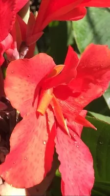 Canna Indica Cannalily Spotted Scarlet Rare Beautiful 10 Seeds Easy To Grow • $10