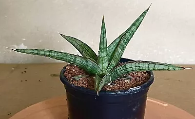 $55 • Buy Sansevieria Royal Crown Plant, In 100mm Pot