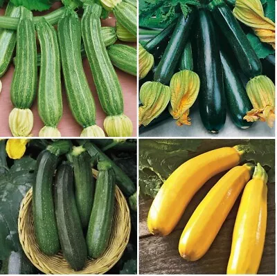 X4 Mix Courgette Plug Plants 4 Varieties (No Tags) -End Of April 2024 • £10.99