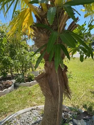 40  Tall Mallika Mango Tree Seedling Germinated  6/24/2022 (not A Grafted Tree) • $82