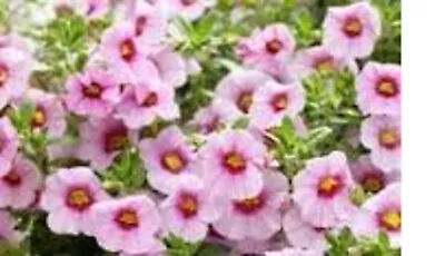 20 X  Trailing Petunias CALIBRACHOA Million Bells Pink  Vein  Pre Order • £17.99