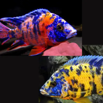 4 X Marble Peacock Malawi Cichlids (2 X Marble 2 X Yellow Marble) 4-5cm • £33.99