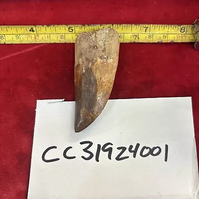 Rare Carcharodontosaurus Dinosaur Tooth T Rex Cousin 95 Mil Yrs Fossil 2 5/8” • $79.99