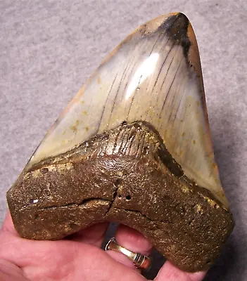 Megalodon Shark Tooth 4 15/16  Fossil Teeth Stunning Color Huge Diamond Polished • $169