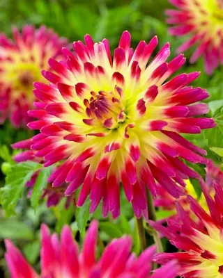 Beautiful Dahlia  Tahiti Sunrise  Summer Garden Flowering Tuber • £5.99