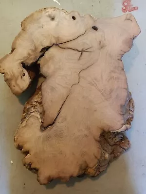 Mesquite Burl Wood Slab Live Edge. Rough Saw Cut. • $240