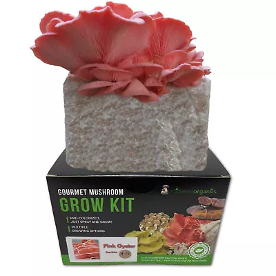 Pink Oyster Indoor Mushroom Grow Kit Ready To Grow! 5 Pound  • $24.99