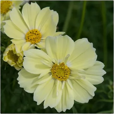 Cosmos Xanthos Lemon Sherbet  X 12 Mini Plug Plants For Potting On • £11.99