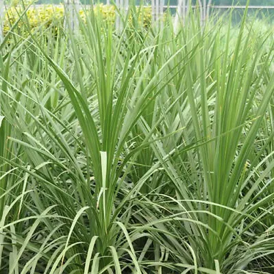 1 X Cordyline 'australis' Evergreen Tree Cabbage Palm Hardy Garden Plant In Pot • £11.99