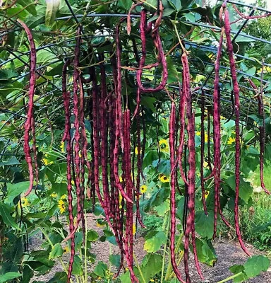 Red Noodle Yard Long Bean Seeds | Asparagus Edamame Cowpea Beans Asian Seed 2024 • $3.95