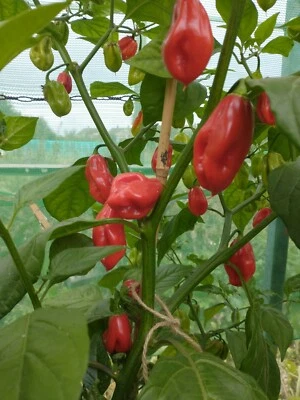 £7 • Buy Naga Morich, Chili Plug Plant, Pack Of X3 Or Pack Of X6. PRE ORDER ONLY