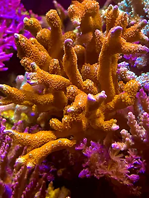 Live Coral  Bubblegum Montipora Digitata  Frag 1-2  • $14.99
