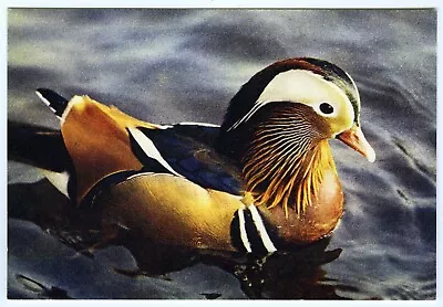 1960s J Arthur Dixon Wildfowl Birds Postcard Mandarin Drake Duck Unposted • £2.45