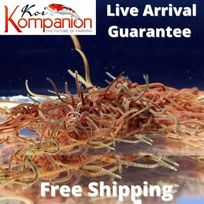 Live Blackworms Great Fish Food Freshwater Aquarium Free Shipping Koi Kompanion • $99.99
