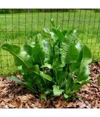 Fresh Organic Horseradish Garden Plants - Easy To Grow - Plant Anytime Of Year! • $17.99