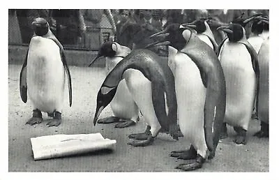 £1.97 • Buy Nostalgia Postcard Penguins At London Zoo Reproduction Card NS44